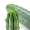 San Pedro cactus - Herbal Spirit